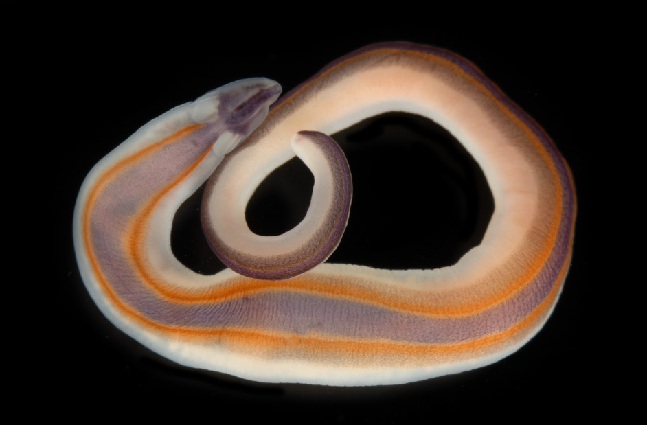 Con menos de 3 cm de largo, este gusano de cinta de Timor Oriental, de colores extraordinariamente vivos, pertenece a una de las 100 nuevas especies identificadas por la Dra. Svetlana Maslakova y su equipo. Su llamativa pigmentación podría servir como advertencia visual para los depredadores; una señal de las potentes defensas químicas comunes al filo Nemertea.