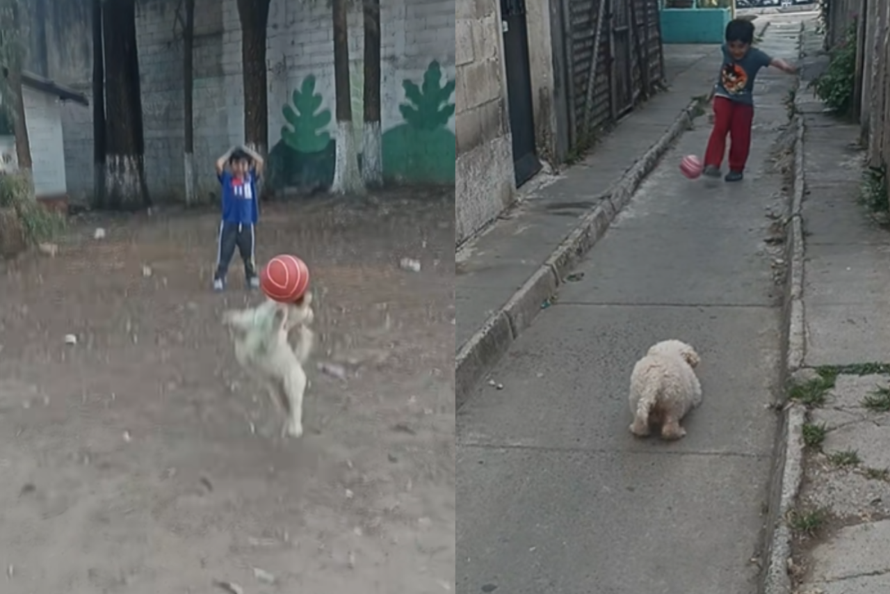 Lunita, la perrita que pide convocatoria al Mundial: así son sus atajadas virales en TikTok