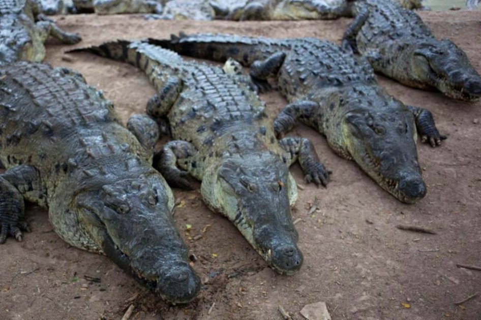 Mueren 200 cocodrilos en granja de Honduras usada para vender carne y piel de los animales