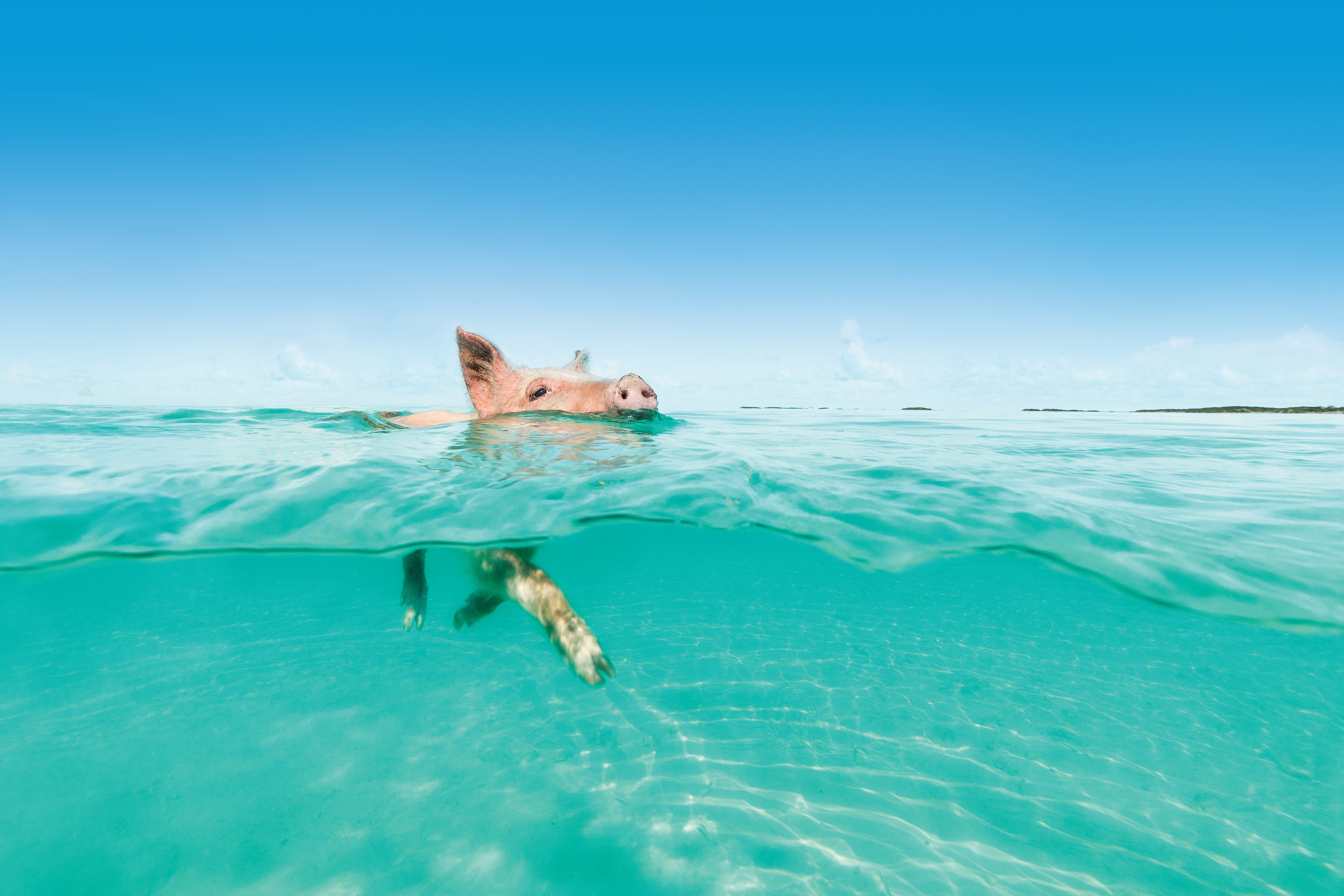 Los famosos cerdos nadadores de las Bahamas se encuentran en el cayo Big Major, también conocido como playa Pig, en las islas Exuma.