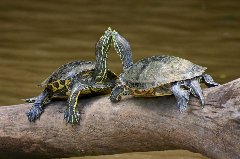 Hallan nueva especie de tortuga en el Atrato (y ya está amenazada por el comercio ilegal)