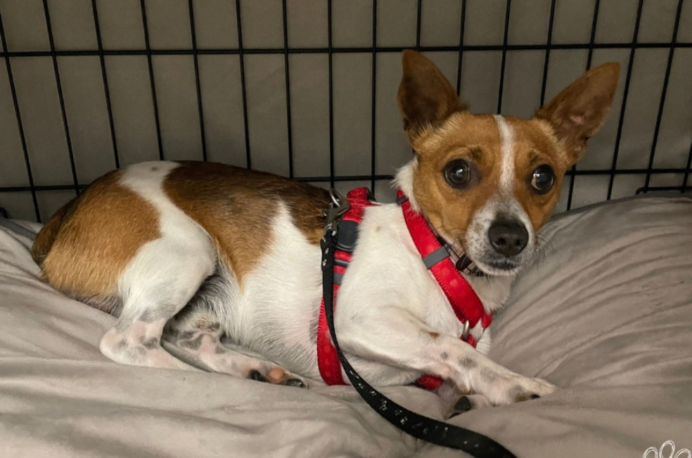 “Ayúdenme”: la triste carta con la que fue abandonado el perrito Chase