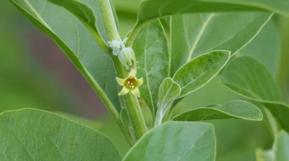 ¿Para qué sirve la ashawagandha? Beneficios, usos y de dónde viene esta planta