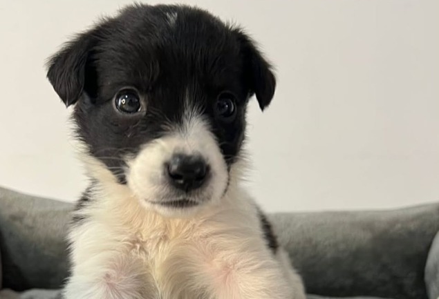Devuelven a Lupe seis meses después de ser adoptada: esta fue la triste razón