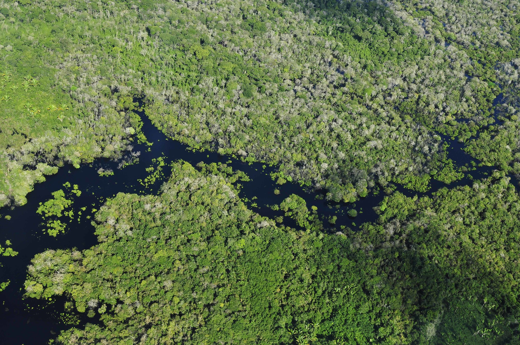 Imagen de la Amazonía.
