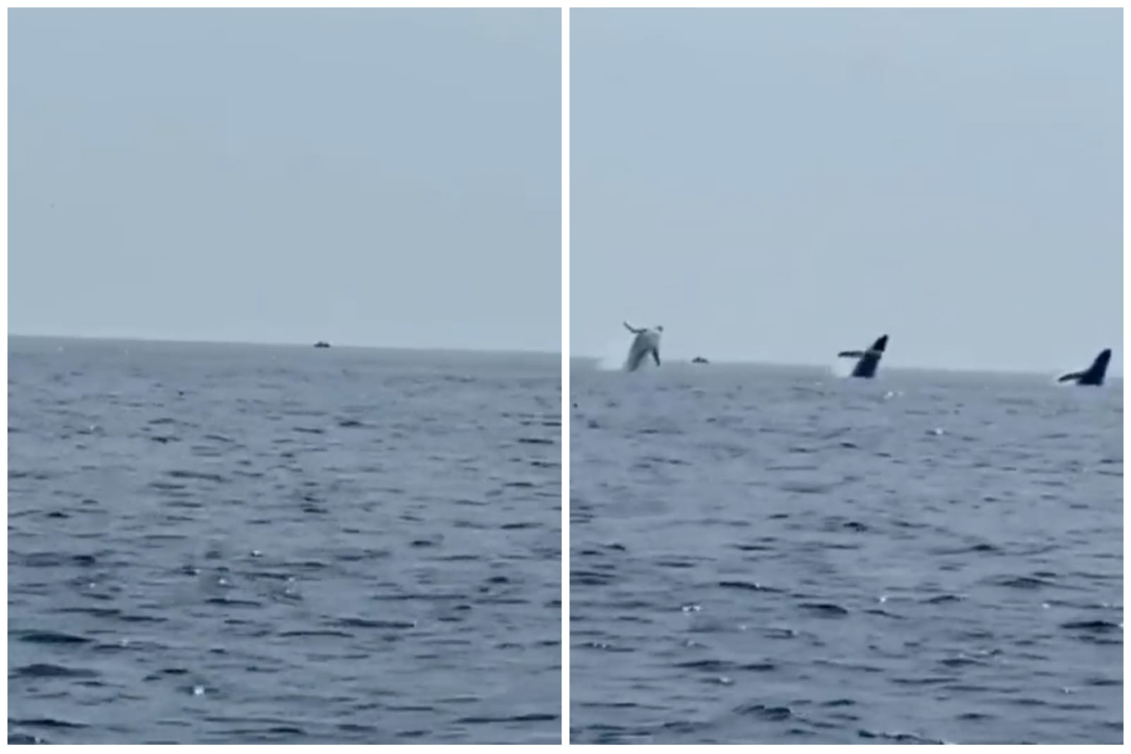 Increíble salto sincronizado de tres ballenas jorobadas quedó registrado en video