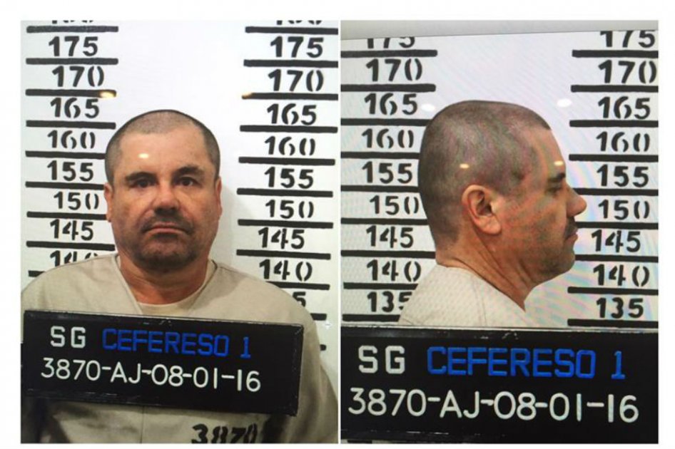 Perros «huele-Chapo»: entrenados para detectar específicamente el olor del capo