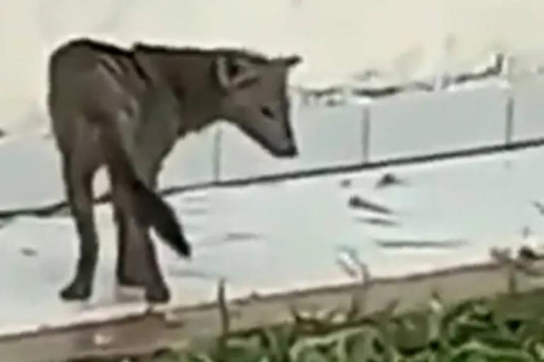 “Perro fantasma” causa impacto en redes, pero ¿por qué se llama así?
