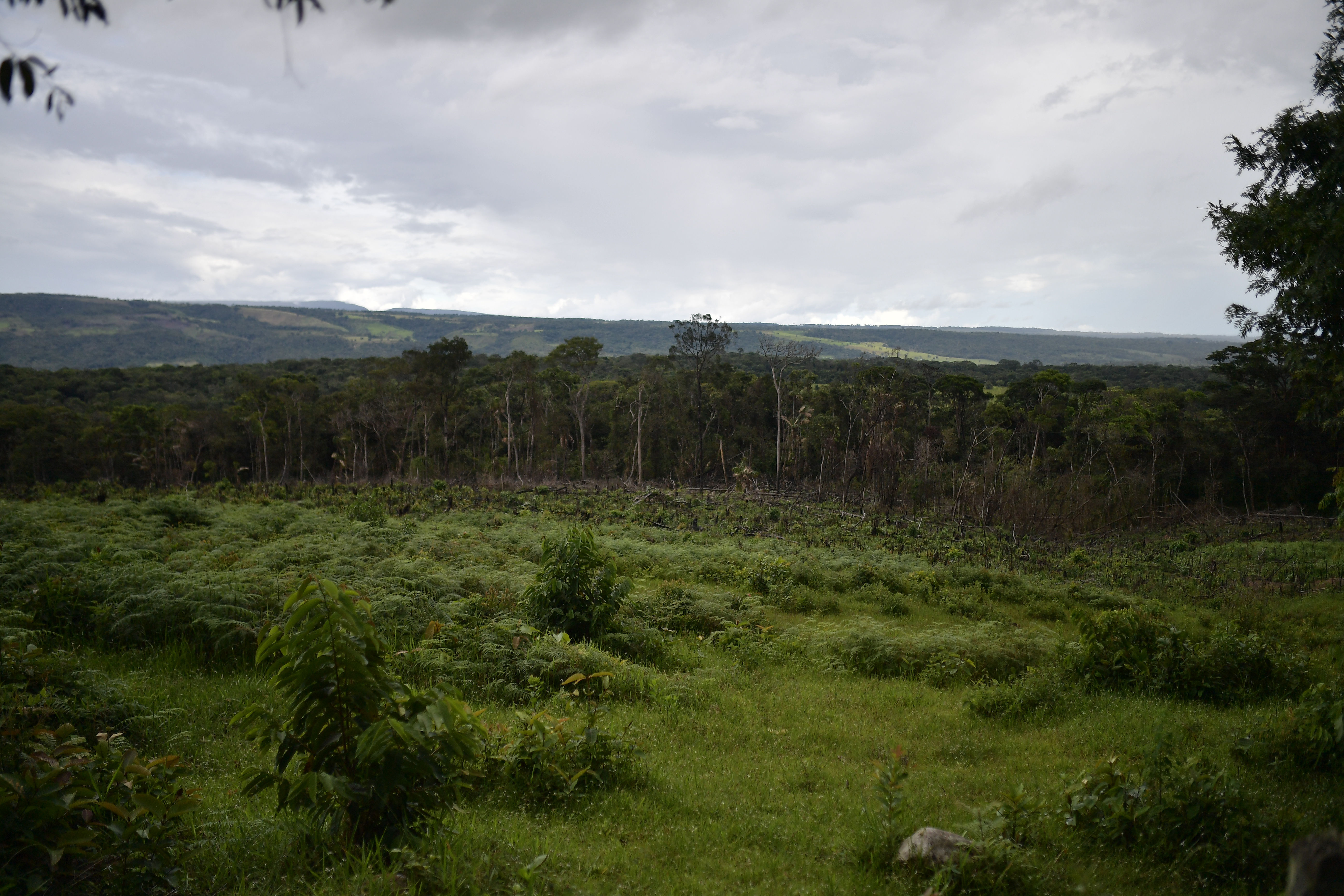 (Opinión) Movilizar fondos y eliminar subsidios perjudiciales, objetivos clave para la COP16