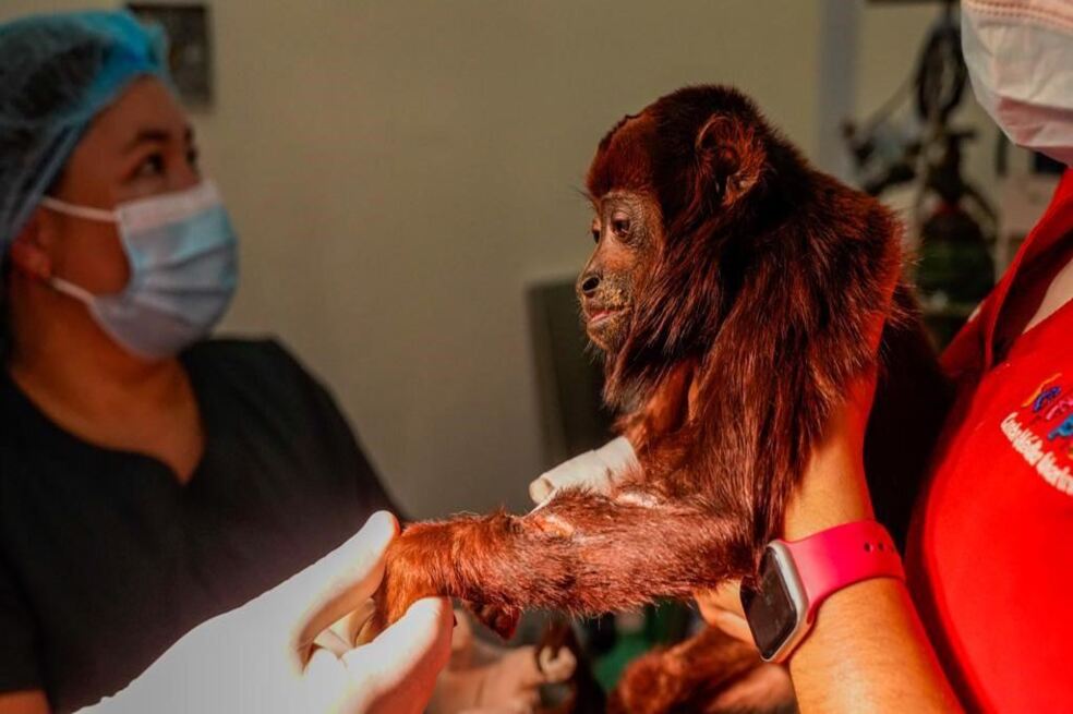 Veterinarios realizan operación a un mono aullador que fue atacado por su manada