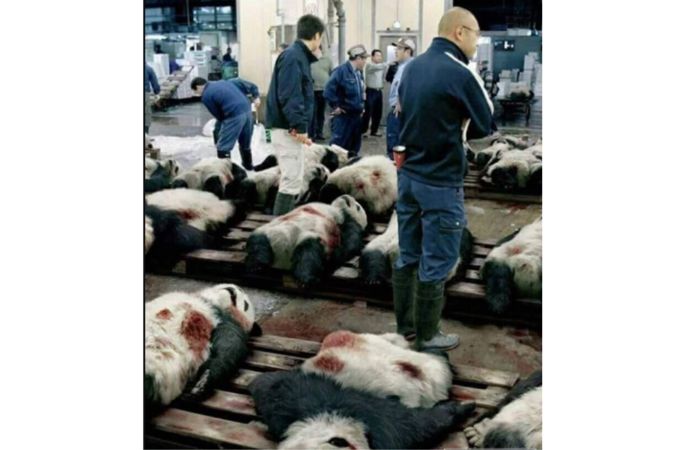 ¡Ojo! las imágenes que muestran a cientos de pandas muertos son falsas