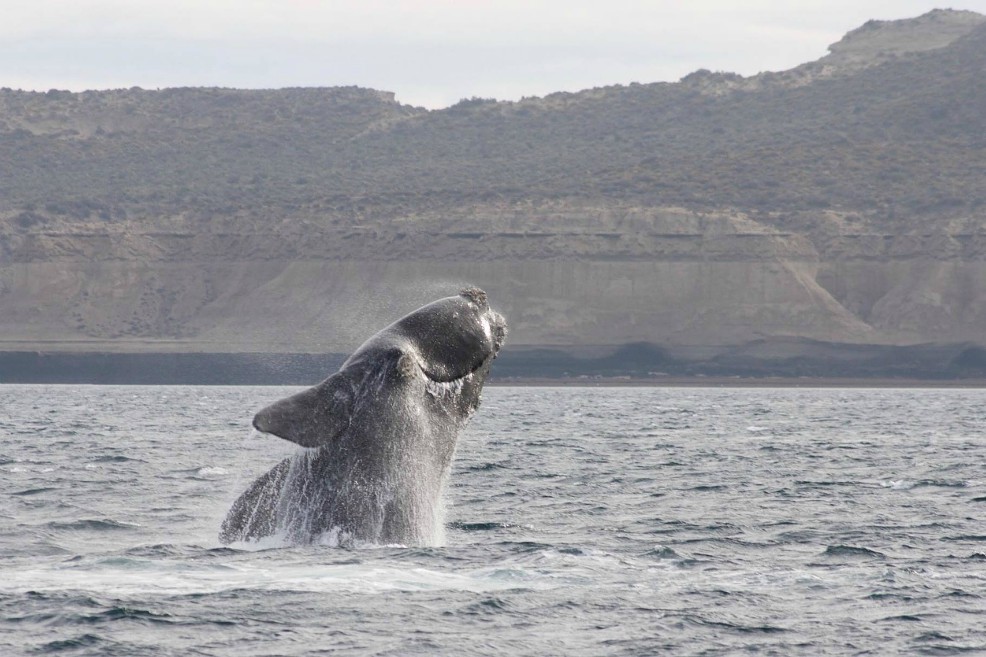 La ballena, el primer animal que se puede “contar” desde el espacio
