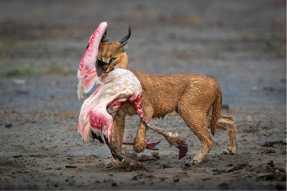 Un flamenco sin vida cuelga de las fauces de un caracal mientras trota por el barro.