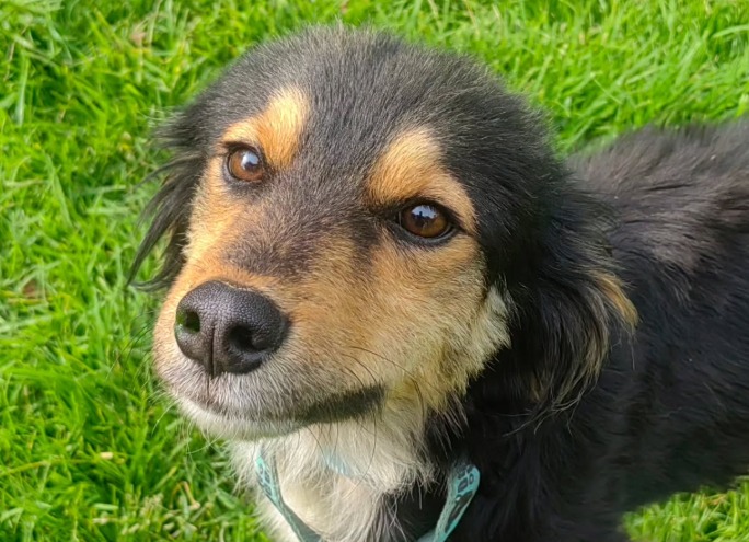 Doggy Click, la plataforma para encontrar a su nuevo mejor amigo peludo en Bogotá