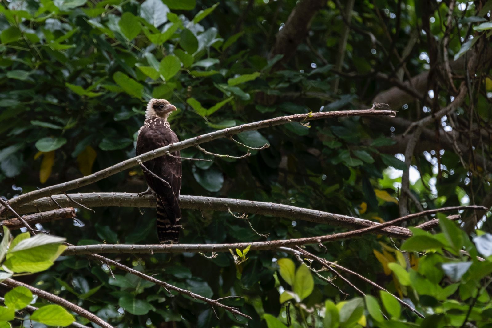La diversidad de aves en Colombia se ubicó por encima de Perú, Ecuador y Brasil.