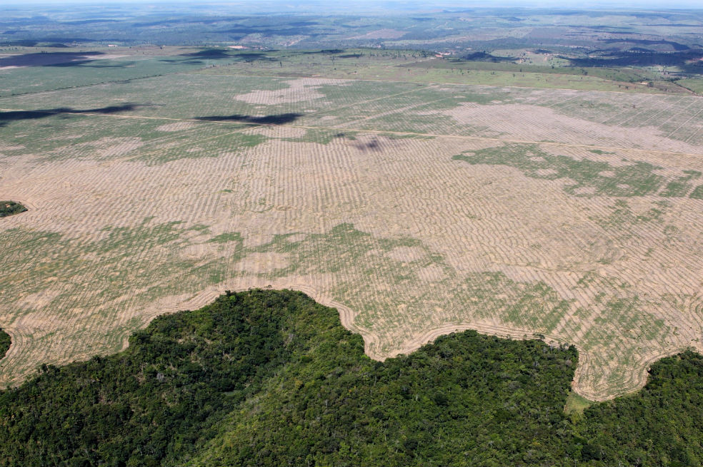Revelan la relación entre paraísos fiscales, la deforestación en la Amazonía y la pesca ilegal