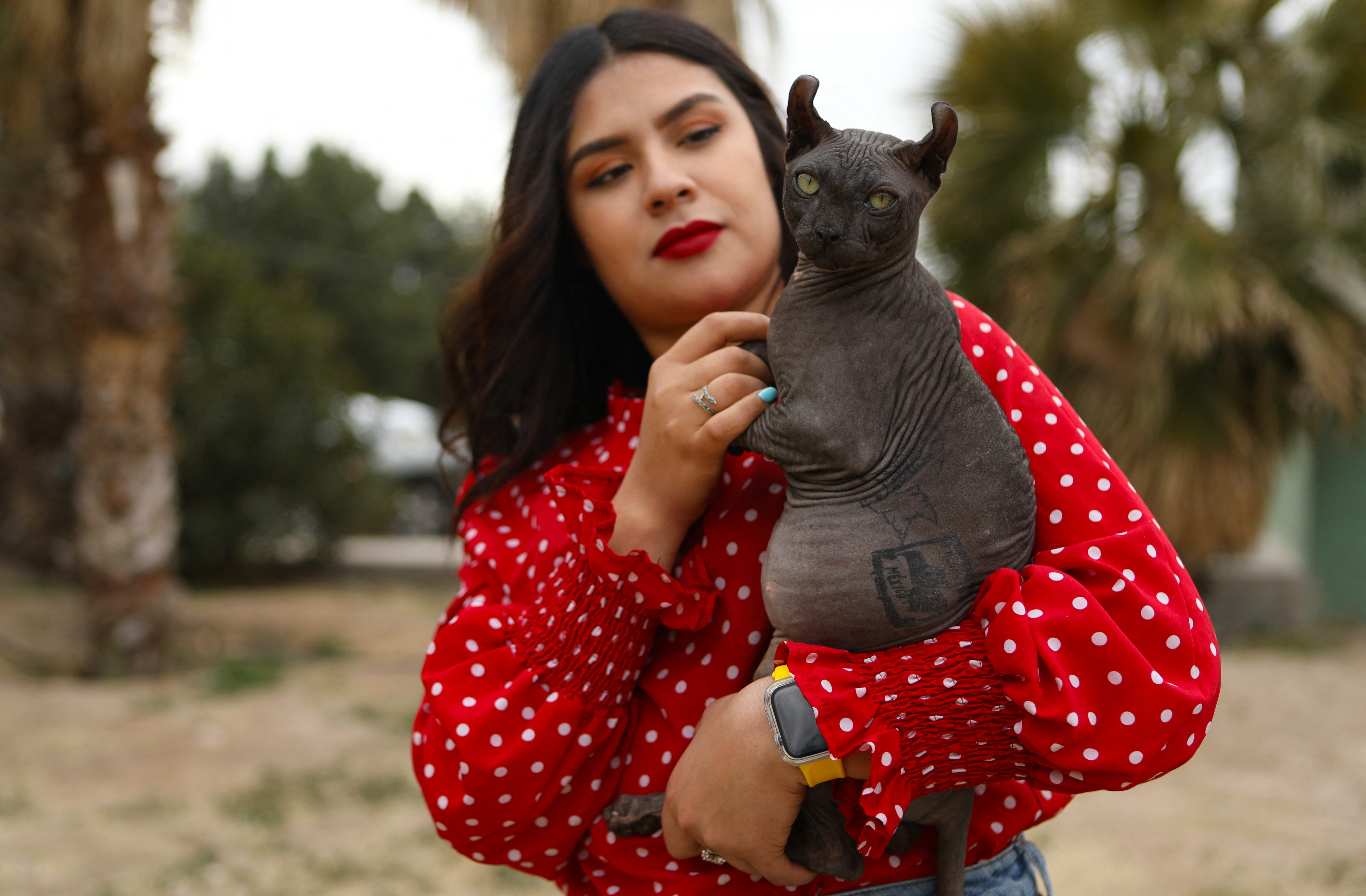 Gato tatuado