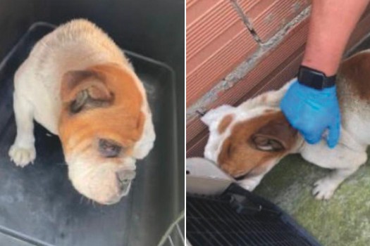 Imputan cargos a hombre que mantenía a dos perros en precarias condiciones: uno murió