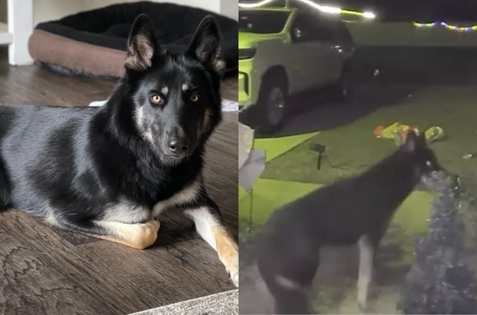 (Video) Perro perdido sorprende a su familia al regresar a casa y tocar el timbre