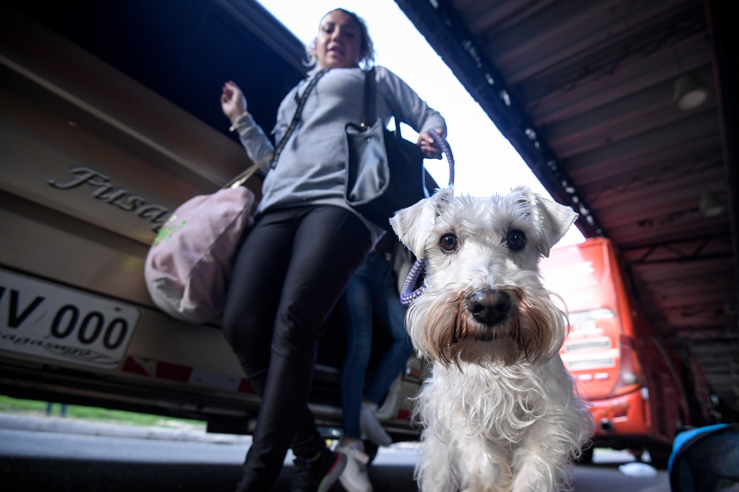 ¿Qué se debe hacer para viajar con mascotas en Colombia?
