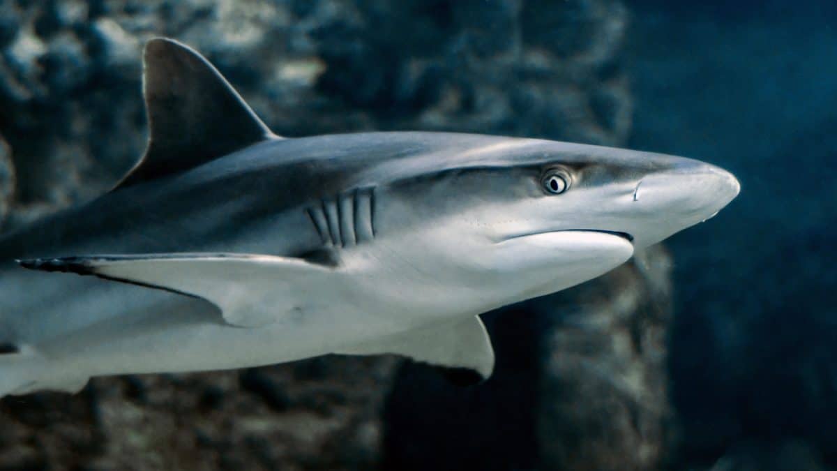 Sobrepesca: el principal verdugo de las rayas y los tiburones en el mundo