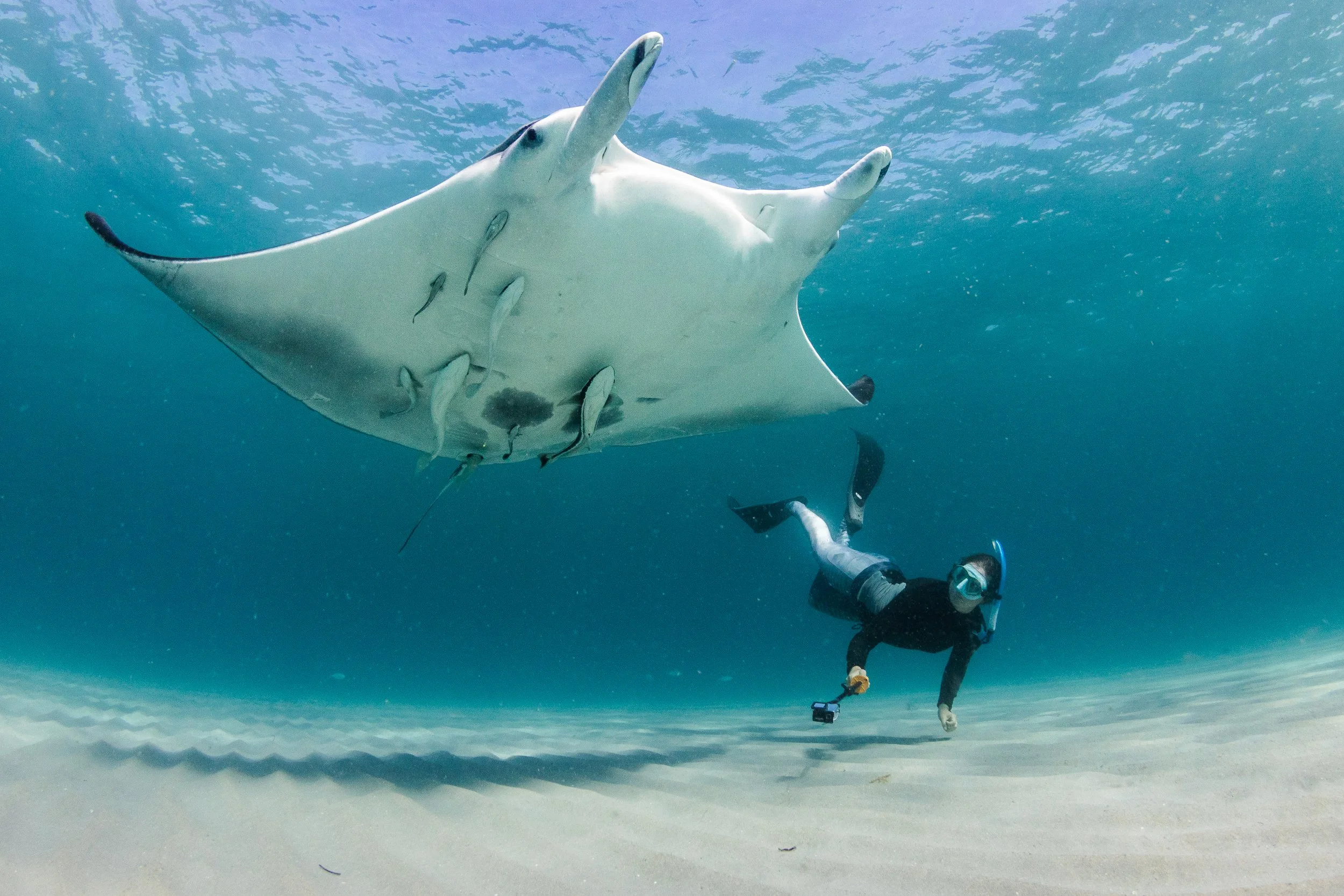 Así es la nueva especie de mantarraya descubierta en el océano Atlántico