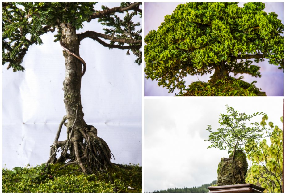 Disfrute exposición de bonsái en el Jardín Botánico de Bogotá
