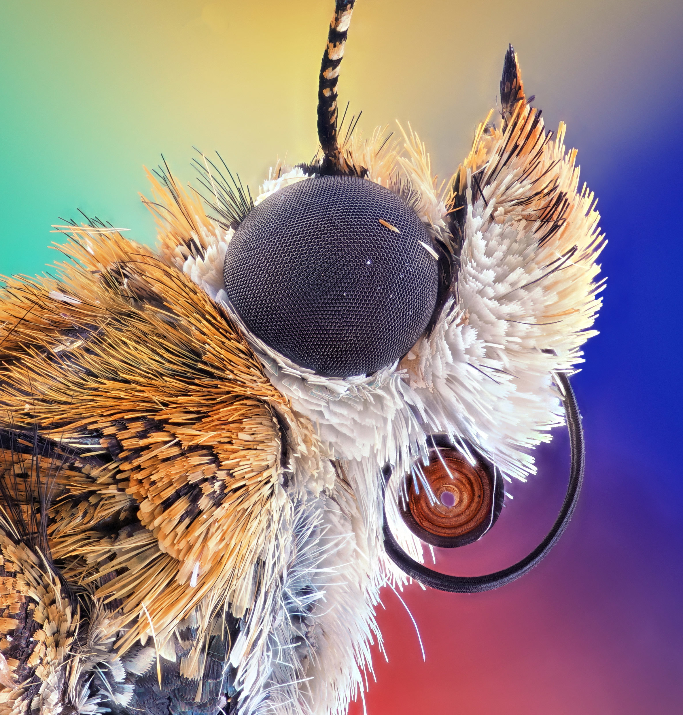 La fotografía de la cabeza de una pequeña Polilla Bogong (Agrotis infusa) se llevó el quinto lugar.