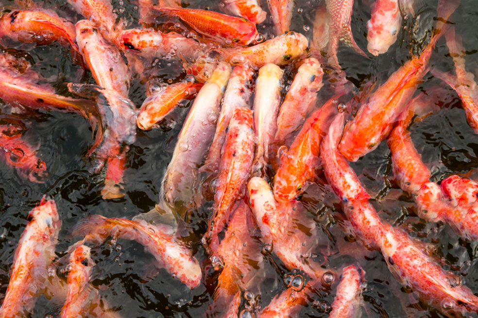 Línea de acuicultura de Pharvet transforma la producción piscícola en Colombia