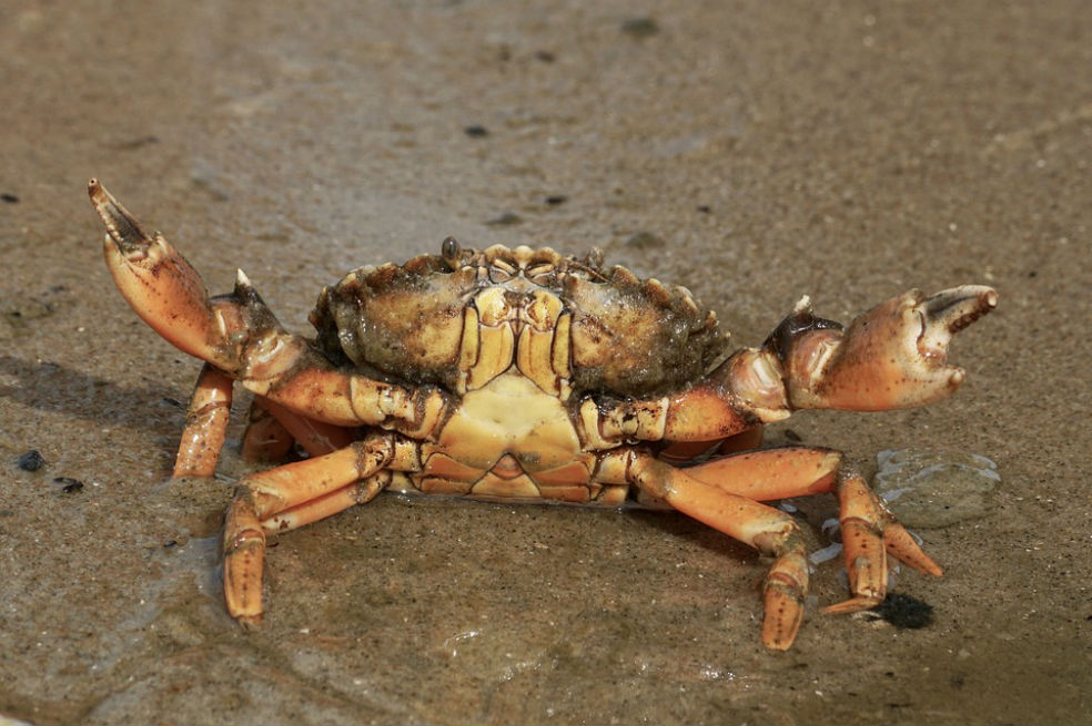 La acidez del océano Pacífico está disolviendo los caparazones de cangrejo