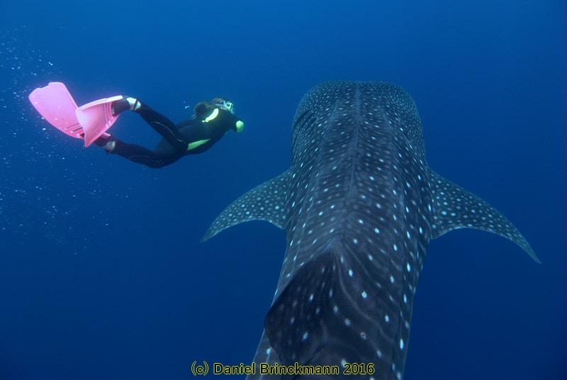 Erika López, guardiana de Malpelo, recibe importante reconocimiento internacional