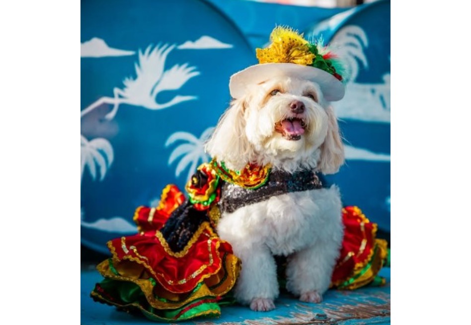 Mascotas, disfraces y alegría: el Carnaval Pet Lovers 2025 se toma Barranquilla