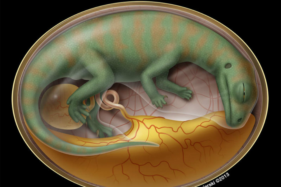 La vida dentro de un huevo de dinosaurio