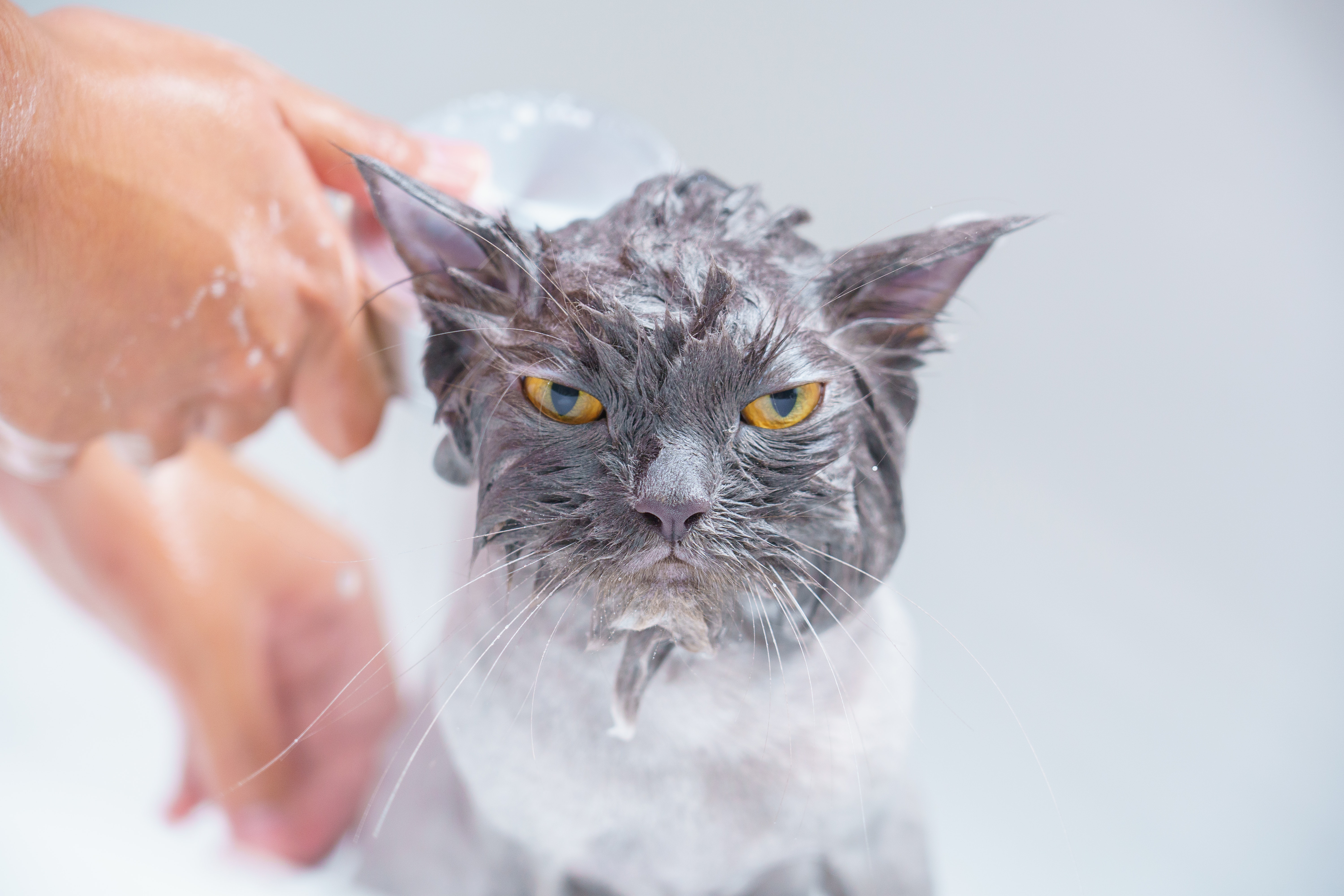 ¿Cómo bañar a un gato o perro? Consejos para hacerlo en casa