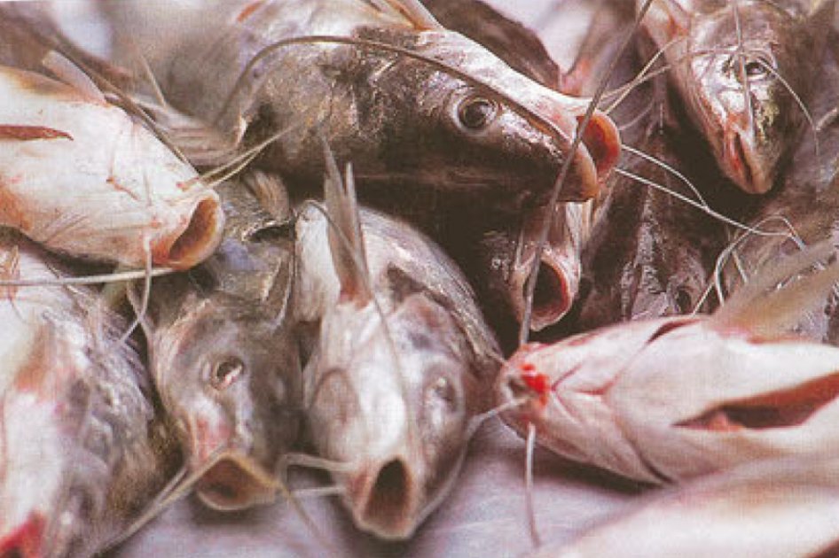 ¡Rampuche! El pescadito afrodisíaco del Zulia