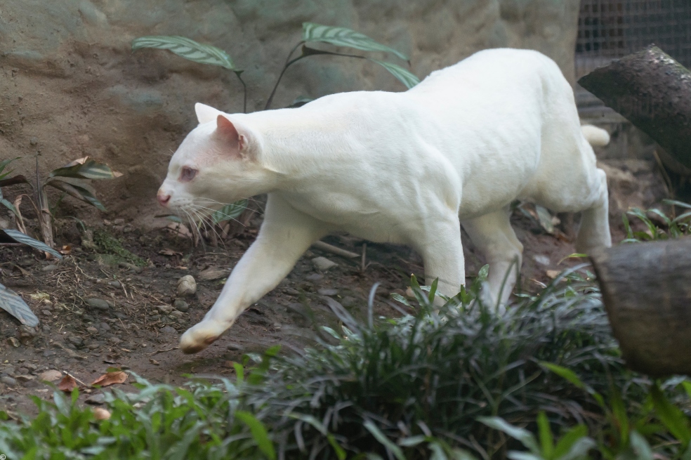 Ocelote albino.