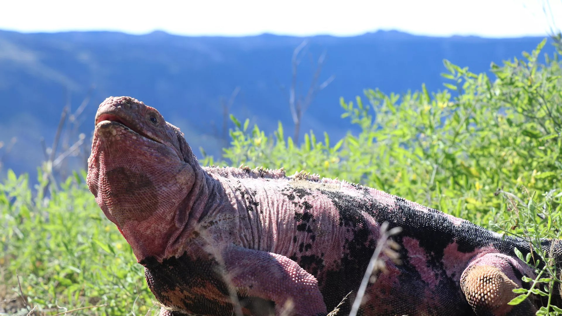 Crías de iguana rosada, en vía de extinción, fueron vistas en las islas Galápagos