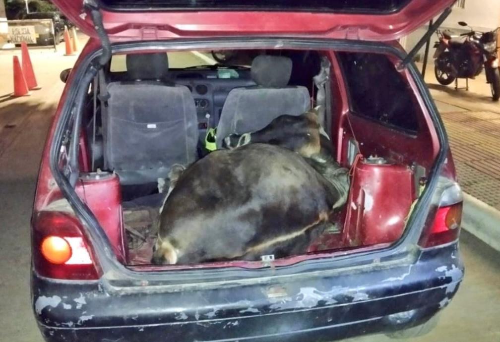 Indignación por hombres que robaron un novillo y lo metieron en el baúl de un carro