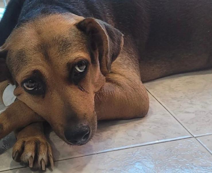 Realizarán velatón en honor a Niña, la perrita que fue apuñalada en Santa Marta