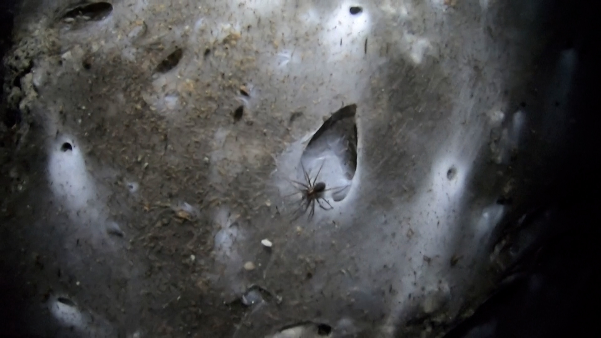 Hallan una telaraña gigante con 111.000 arañas en una cueva de Grecia