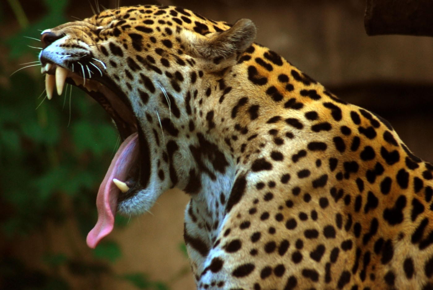 Operado en zoológico el último jaguar macho de El Salvador