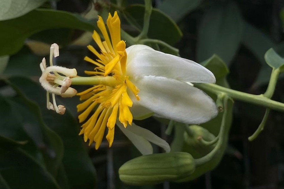 Encuentran flor colombiana que por 230 años se creyó desaparecida