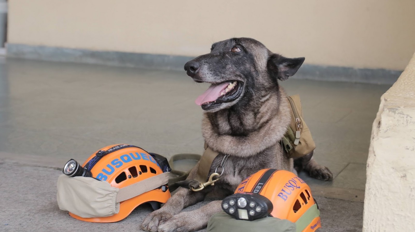 Defensa Civil da último adiós a Bruno, perrito rescatista que salvó cientos de vidas