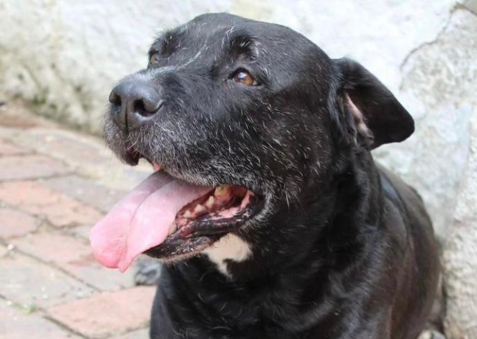 La historia de Titán, el perro viejito más adorable del mundo que busca un hogar
