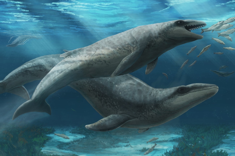"Janjucetus dullardi" es una nueva especie de ballena descubierta en Victoria, Australia.