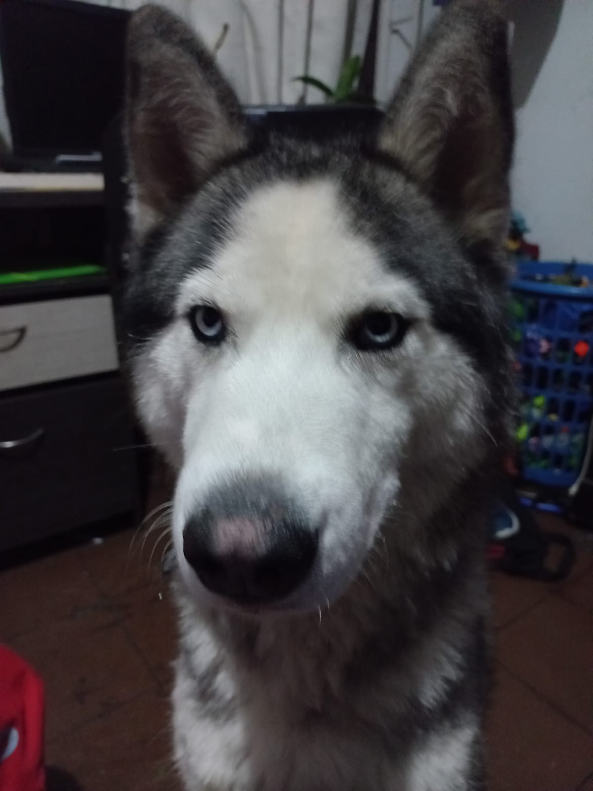 Por su sensibilidad auditiva, la pólvora genera que los perros tengan episodios de ansiedad y estrés.