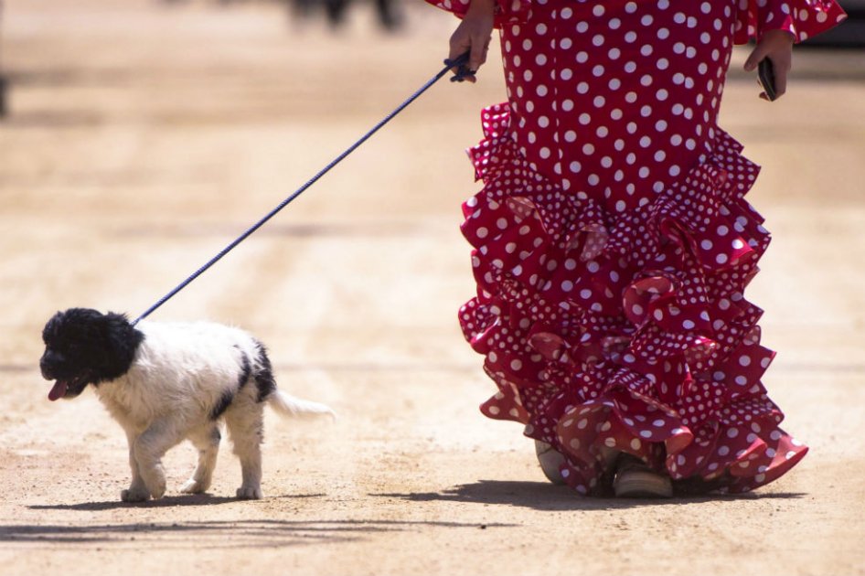 Lo que debe tener en cuenta antes de adoptar o llevar una mascota a casa