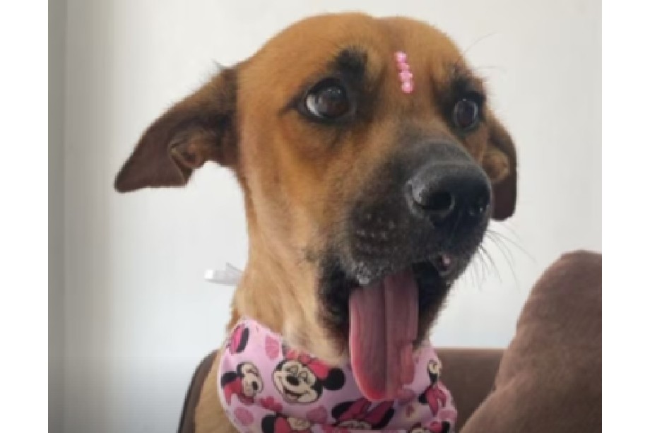 Convocan a marcha para exigir que la perrita mutilada Canela no sea devuelta a sus dueños