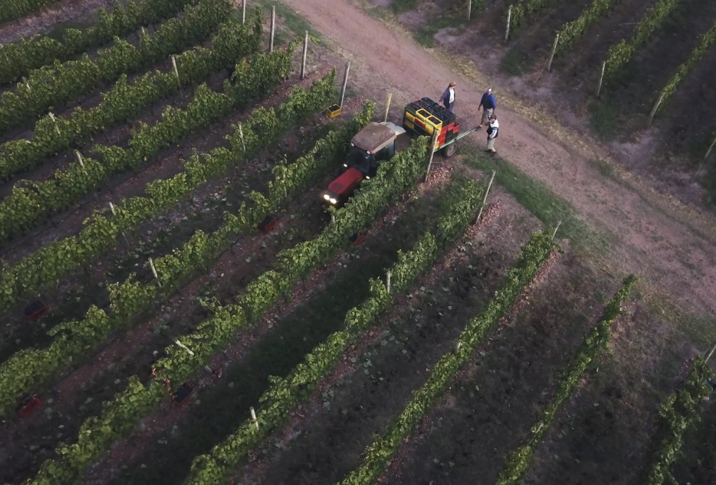 Tannat