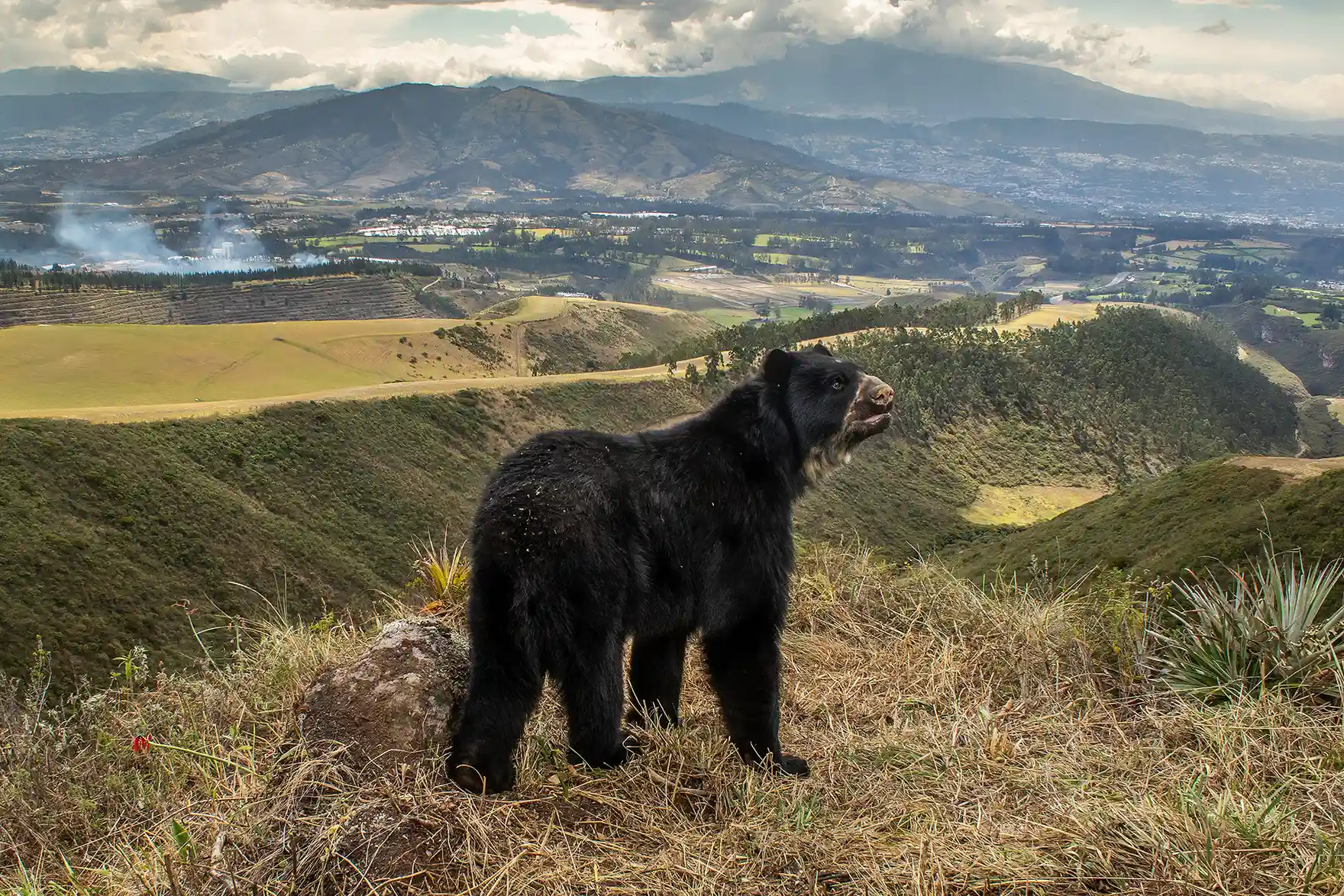 Categoría animales en su entorno: El ecuatoriano Daniel Mideros instaló cámaras trampa a lo largo de un corredor de vida silvestre utilizado para llegar a mesetas de gran altitud en Quito, Ecuador.